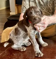 Red male, a female Wirehaired Pointing Griffon for sale in Fayetteville, AR – Photo 2 of 5