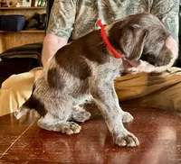 Red male, a female Wirehaired Pointing Griffon for sale in Fayetteville, AR – Photo 4 of 5