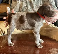 Red male, a female Wirehaired Pointing Griffon for sale in Fayetteville, AR – Photo 3 of 5