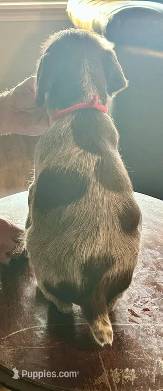 Red male – Wirehaired Pointing Griffon puppy for sale in Fayetteville, AR