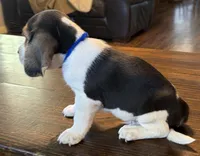 Blue, a male Beagle for sale in Fayetteville, AR – 3 of 5
