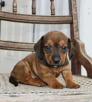 Ana , a female Miniature Dachshund for sale in Schellsburg, PA – 1 of 5