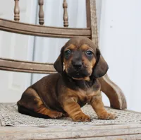 Avery, a female Miniature Dachshund for sale in Schellsburg, PA – 1 of 5