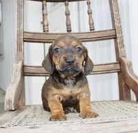 Avery, a female Miniature Dachshund for sale in Schellsburg, PA – 2 of 5