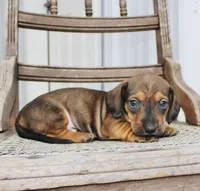 Avery, a female Miniature Dachshund for sale in Schellsburg, PA – 4 of 5