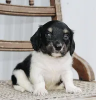 Axel, a female Miniature Dachshund for sale in Schellsburg, PA – 4 of 6