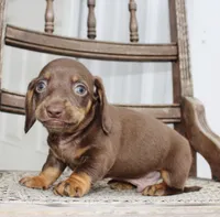 Ashton, a female Miniature Dachshund for sale in Schellsburg, PA – 2 of 5