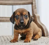 Ana , a female Miniature Dachshund for sale in Schellsburg, PA – 4 of 5