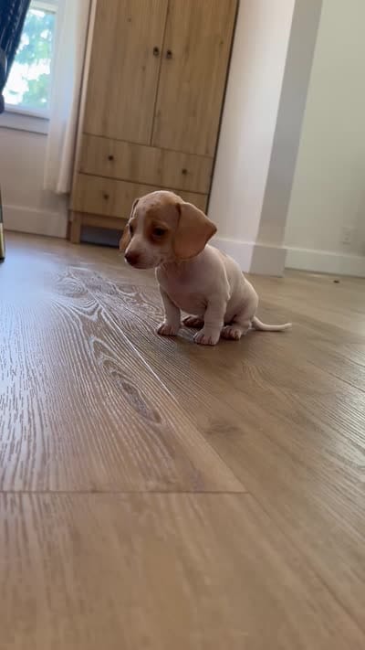 Aspen, a female Miniature Dachshund for sale in Schellsburg, PA – 5 of 5