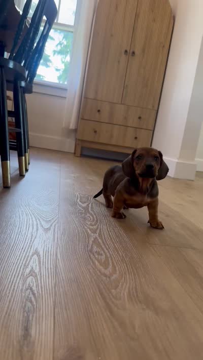 Avery, a female Miniature Dachshund for sale in Schellsburg, PA – 5 of 5