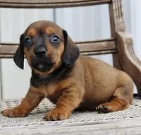Ana , a female Miniature Dachshund for sale in Schellsburg, PA – 3 of 5