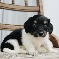 Axel, a female Miniature Dachshund for sale in Schellsburg, PA – 2 of 6