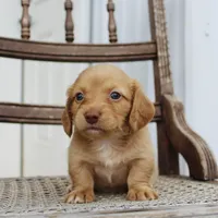 Allie, a female Miniature Dachshund for sale in Schellsburg, PA – 4 of 5