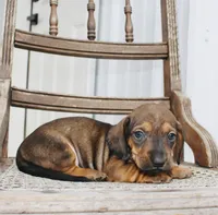 Avery, a female Miniature Dachshund for sale in Schellsburg, PA – 3 of 5