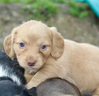 Allie, a female Miniature Dachshund for sale in Schellsburg, PA – 3 of 5