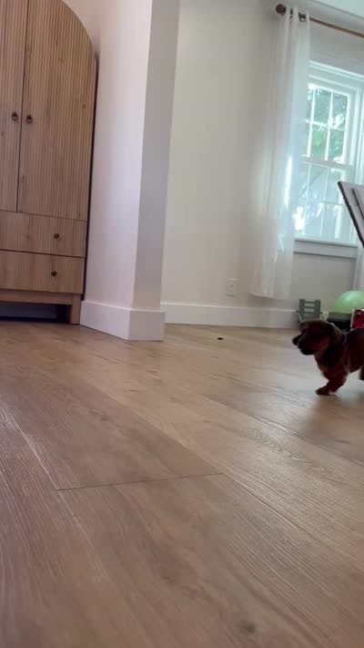 Ana , a female Miniature Dachshund for sale in Schellsburg, PA – 5 of 5