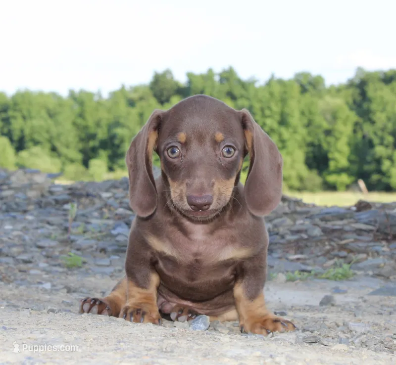 Ashton – Miniature Dachshund puppy for sale in Schellsburg, PA