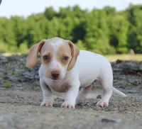 Aspen, a female Miniature Dachshund for sale in Schellsburg, PA – 2 of 5