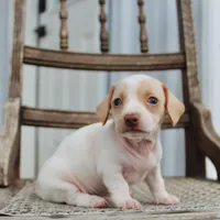 Aspen, a female Miniature Dachshund for sale in Schellsburg, PA – 4 of 5