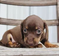 Ashton, a female Miniature Dachshund for sale in Schellsburg, PA – 4 of 5