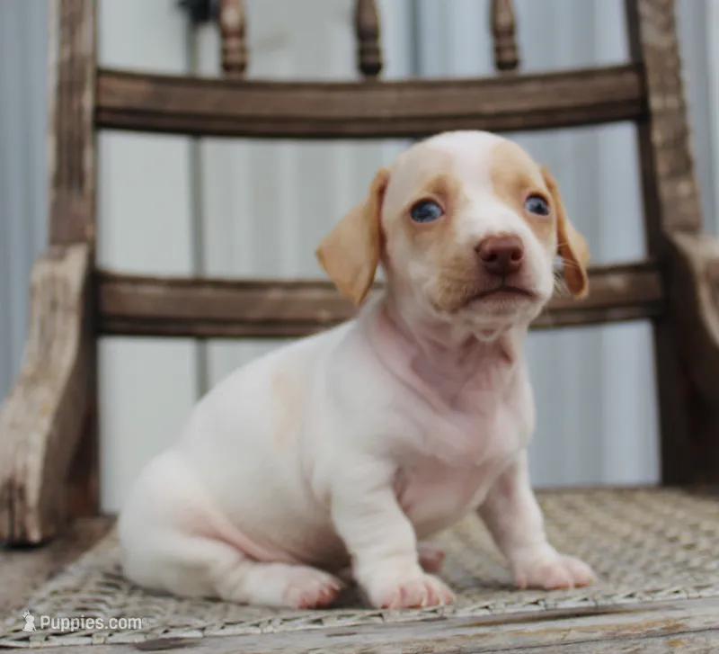 Aspen – Miniature Dachshund puppy for sale in Schellsburg, PA