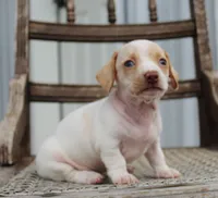 Aspen, a female Miniature Dachshund for sale in Schellsburg, PA – 1 of 5