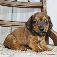 Ana , a female Miniature Dachshund for sale in Schellsburg, PA – 2 of 5