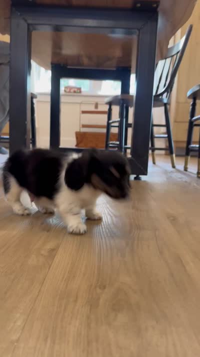 Axel, a female Miniature Dachshund for sale in Schellsburg, PA – 5 of 6
