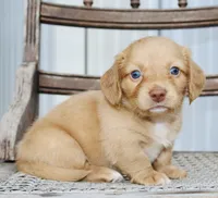 Allie, a female Miniature Dachshund for sale in Schellsburg, PA – 2 of 5
