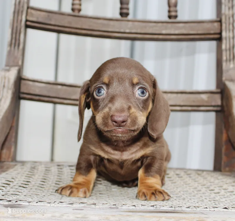 Ashton – Miniature Dachshund puppy for sale in Schellsburg, PA