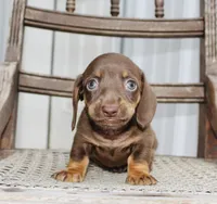 Ashton, a female Miniature Dachshund for sale in Schellsburg, PA – 1 of 5