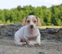 Aspen, a female Miniature Dachshund for sale in Schellsburg, PA – 3 of 5