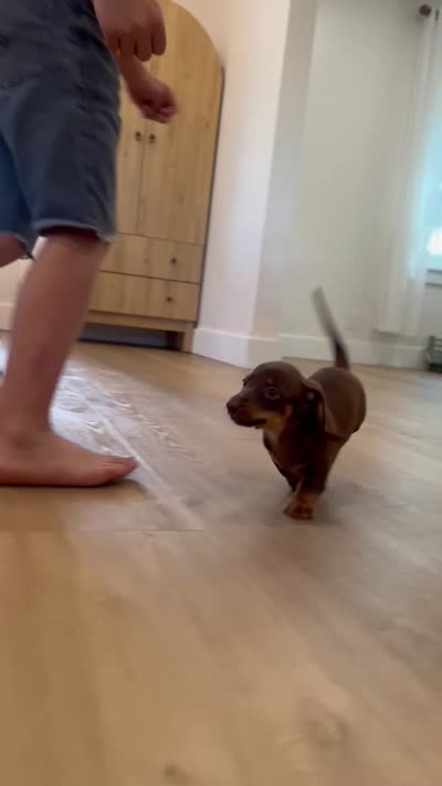 Ashton, a female Miniature Dachshund for sale in Schellsburg, PA – 5 of 5