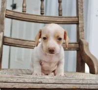 Aspen, a female Miniature Dachshund for sale in Schellsburg, PA – 2 of 5