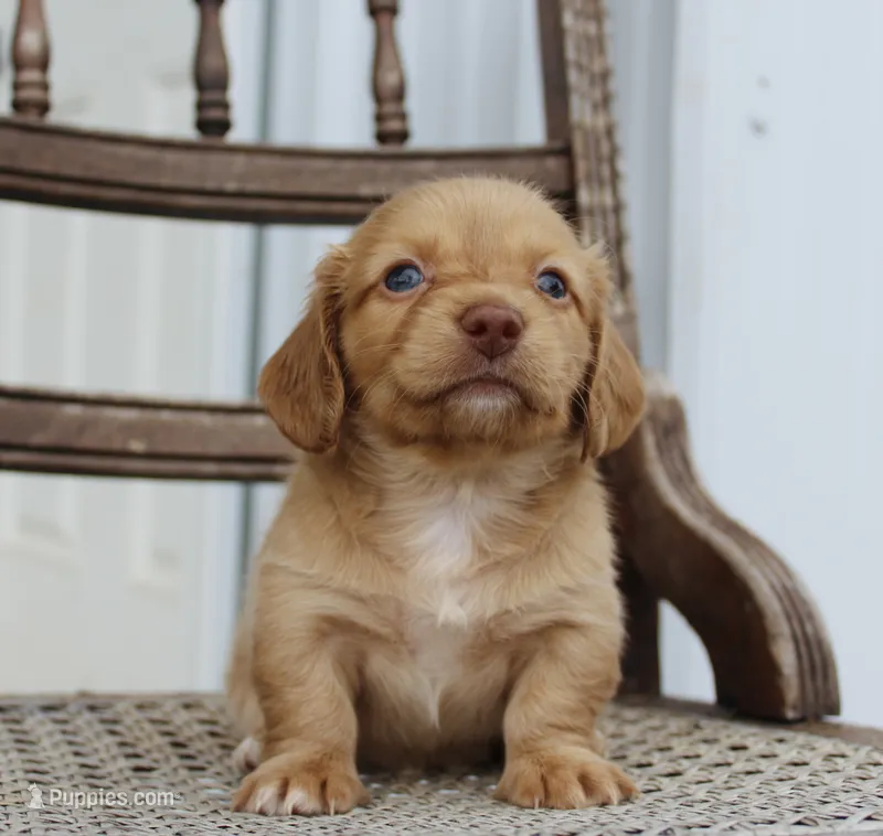 Allie – Miniature Dachshund puppy for sale in Schellsburg, PA
