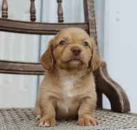 Allie, a female Miniature Dachshund for sale in Schellsburg, PA – 1 of 5