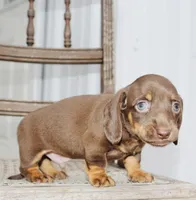 Ashton, a female Miniature Dachshund for sale in Schellsburg, PA – 3 of 5