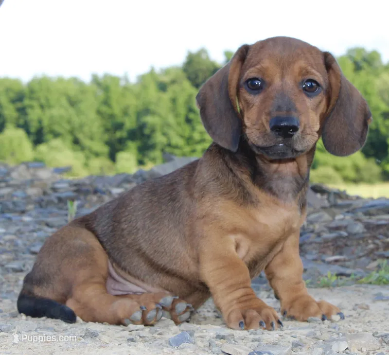 Avery – Miniature Dachshund puppy for sale in Schellsburg, PA