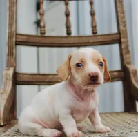 Aspen, a female Miniature Dachshund for sale in Schellsburg, PA – 3 of 5