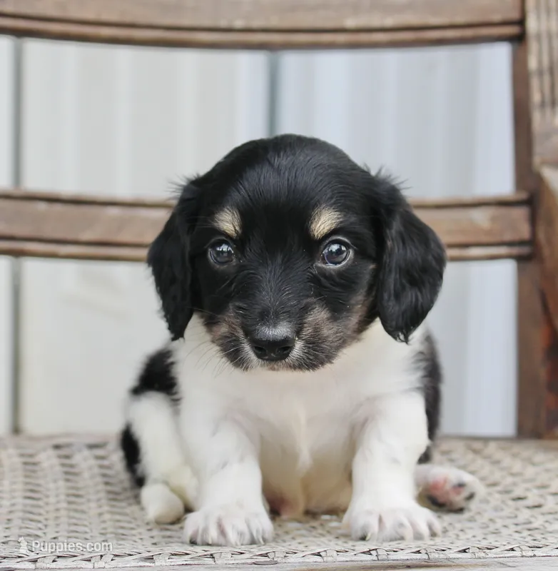 Axel – Miniature Dachshund puppy for sale in Schellsburg, PA