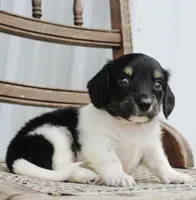Axel, a female Miniature Dachshund for sale in Schellsburg, PA – 3 of 6
