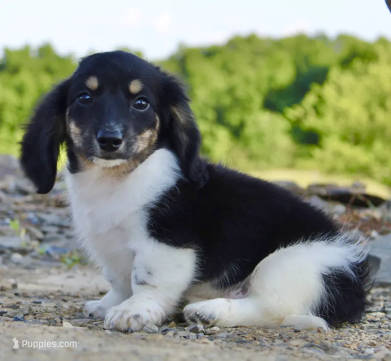 Axel – Miniature Dachshund puppy for sale in Schellsburg, PA