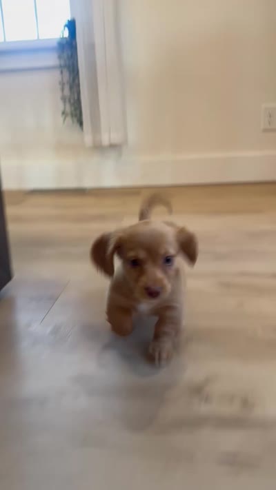 Allie, a female Miniature Dachshund for sale in Schellsburg, PA – 5 of 5
