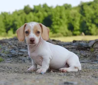 Aspen, a female Miniature Dachshund for sale in Schellsburg, PA – 4 of 5