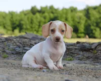 Aspen, a female Miniature Dachshund for sale in Schellsburg, PA – 1 of 5