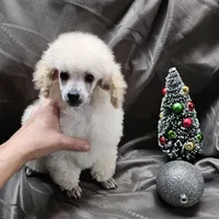 Alaska, a female Poodle - Toy  for sale in Wayne, WV – Photo 9 of 10