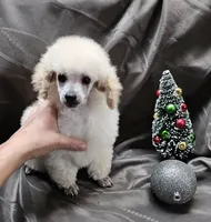 Alaska, a female Poodle - Toy  for sale in Wayne, WV – Photo 9 of 10
