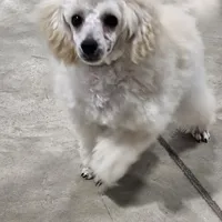 Alaska, a female Poodle - Toy  for sale in Wayne, WV – Photo 1 of 10