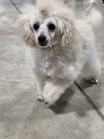 Alaska, a female Poodle - Toy  for sale in Wayne, WV – Photo 1 of 10