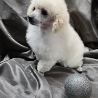 Alaska, a female Poodle - Toy  for sale in Wayne, WV – Photo 8 of 10